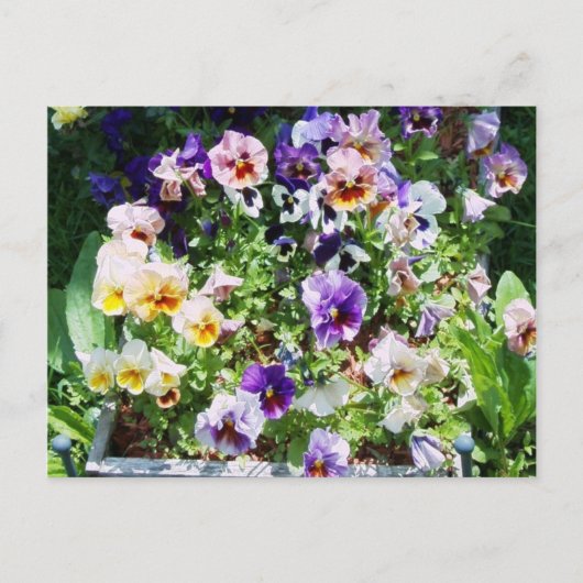Pansy B Postkarte (Vorderseite)