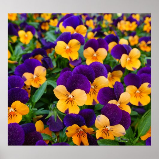 Pansy Bloom: Garden Beauty Nah-up. Poster (Vorne)