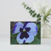 Pansy Bloom Postcard Postkarte (Stehend Vorderseite)