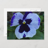 Pansy Bloom Postcard Postkarte (Vorne/Hinten)