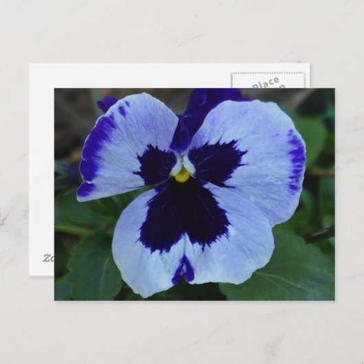 Pansy Bloom Postcard Postkarte (Vorne/Hinten)