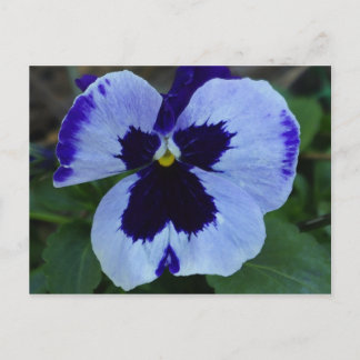 Pansy Bloom Postcard Postkarte