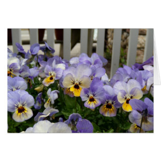 Pansy-Blues-Zaun