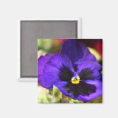 Pansy Blume Magnet (Vorderseite/Rückseite)