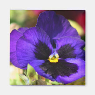 Pansy Blume Magnet
