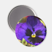 Pansy Blume Magnet (Vorderseite/Rückseite)