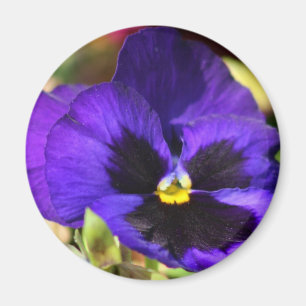 Pansy Blume Magnet
