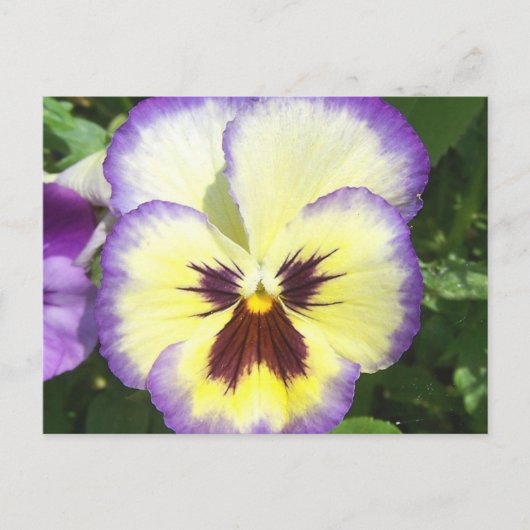 Pansy Blume Pictures Postcard Postkarte (Vorderseite)