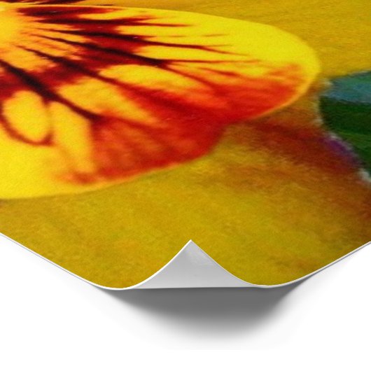 Pansy Blume ~ Poster (Ecke)