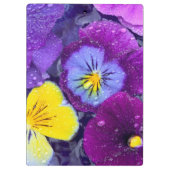 Pansy Blume schwimmen im Vogelbad mit Tau 2 Klemmbrett (Rückseite)