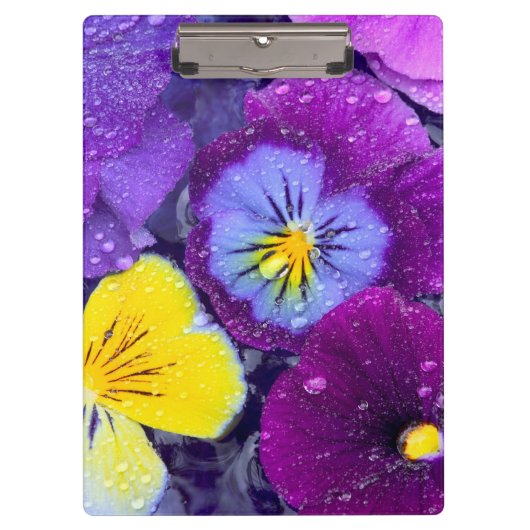 Pansy Blume schwimmen im Vogelbad mit Tau 2 Klemmbrett (Vorderseite)