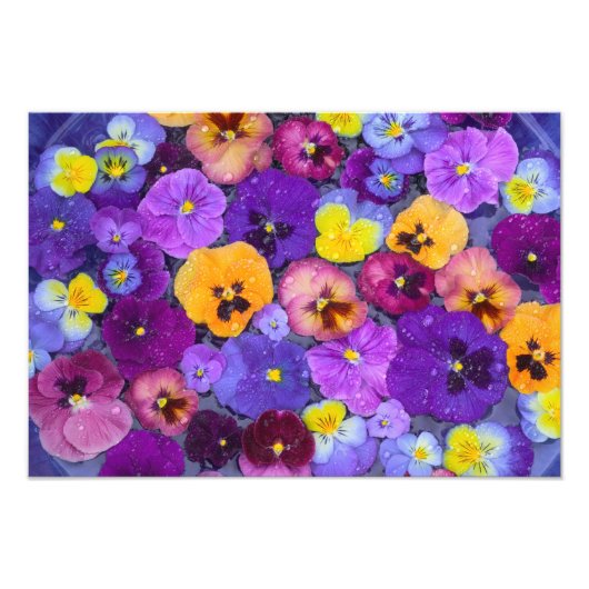 Pansy Blume schwimmen im Vogelbad mit Tau Fotodruck (Vorne)