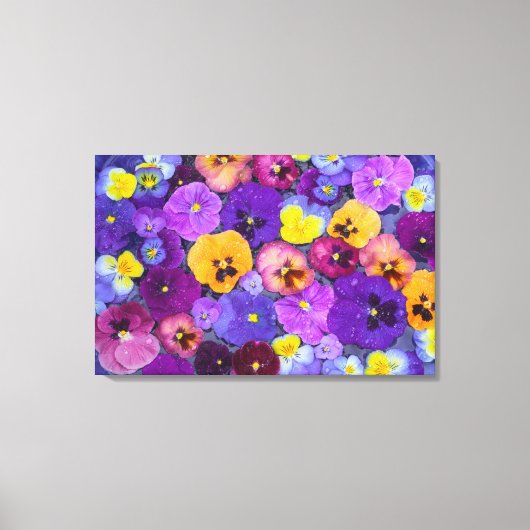 Pansy Blume schwimmen im Vogelbad mit Tau Leinwanddruck (Vorderseite)