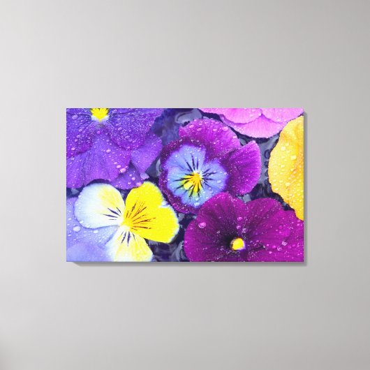 Pansy Blume schwimmen im Vogelbad mit Tau Leinwanddruck (Vorderseite)