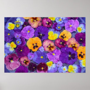 Pansy Blume schwimmen im Vogelbad mit Tau Poster
