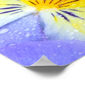 Pansy Blume schwimmen im Vogelbad mit Tau Poster (Ecke)