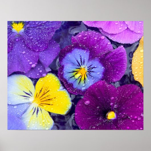 Pansy Blume schwimmen im Vogelbad mit Tau Poster (Vorne)