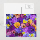 Pansy Blume schwimmen im Vogelbad mit Tau Postkarte (Vorne/Hinten)