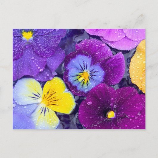 Pansy Blume schwimmen im Vogelbad mit Tau Postkarte (Vorderseite)
