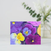 Pansy Blume schwimmen im Vogelbad mit Tau Postkarte (Stehend Vorderseite)