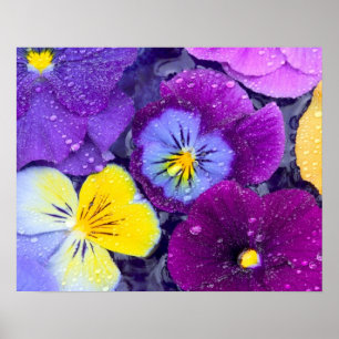 Pansy Blume schwimmen im Vogelbad mit Taube Poster