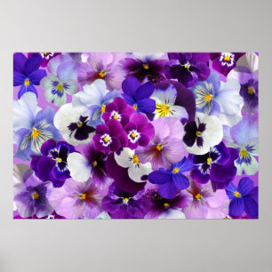 Pansy-Blumen-Tapeten-Kunst Poster