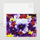 Pansy Celebration, Einladungspostkarte (Vorne/Hinten)