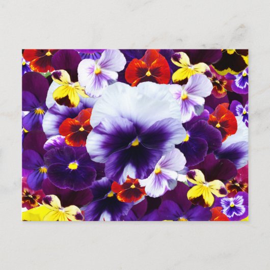 Pansy Celebration, Einladungspostkarte (Vorderseite)