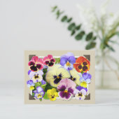Pansy Delight Postkarte (Stehend Vorderseite)
