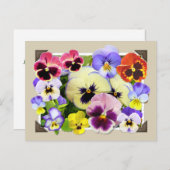 Pansy Delight Postkarte (Vorne/Hinten)