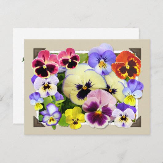 Pansy Delight Postkarte (Vorne/Hinten)