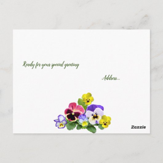 Pansy Delight Postkarte (Rückseite)