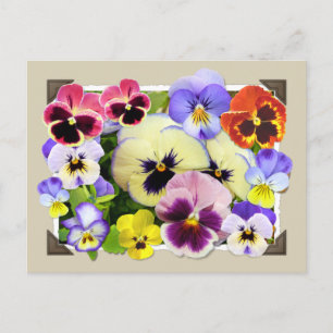 Pansy Delight Postkarte