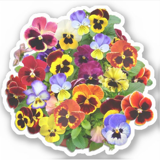 Pansy Display Contour Aufkleber (Vorderseite)