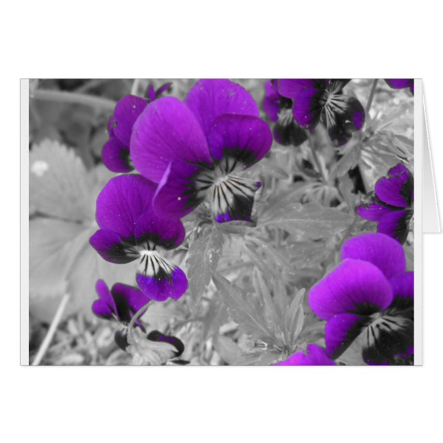 Pansy-Effekt (Vorderseite (Horizontal))