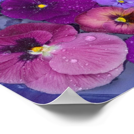 Pansy flowers floating in bird bath with dew poster (Ecke)