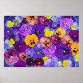 Pansy flowers floating in bird bath with dew poster (Vorne)