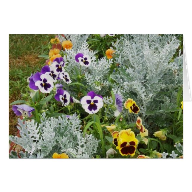 Pansy Garden (Vorderseite (Horizontal))