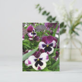 Pansy Garden Postcard Postkarte (Stehend Vorderseite)