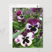 Pansy Garden Postcard Postkarte (Vorne/Hinten)