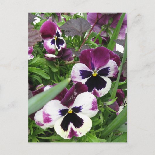 Pansy Garden Postcard Postkarte (Vorderseite)