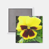 Pansy Gift Magnet (Vorderseite/Rückseite)
