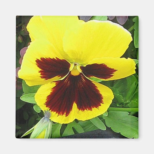 Pansy Gift Magnet (Vorne)