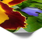 Pansy Glory ~ Poster (Ecke)