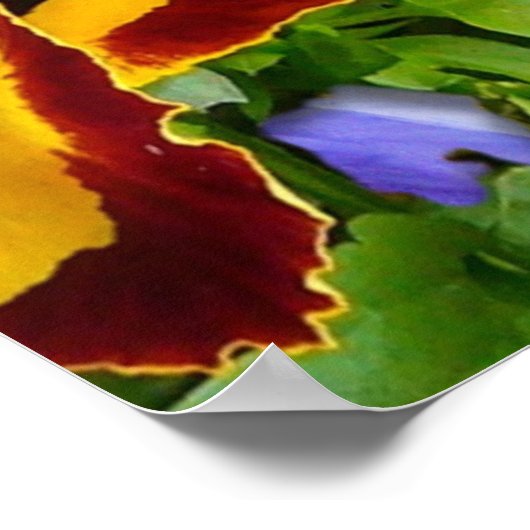 Pansy Glory ~ Poster (Ecke)