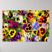 Pansy Glory ~ Poster (Vorne)