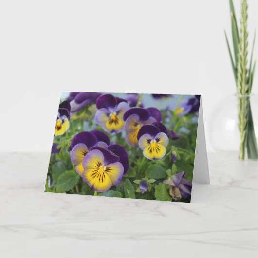 Pansy Greeting Card Karte (Vorderseite)