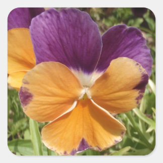 Pansy Jolly Joker Quadratischer Aufkleber