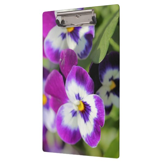 Pansy Klemmbrett (Links)