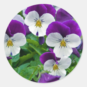 Pansy Lila Runder Aufkleber